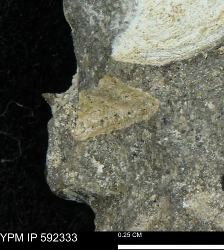 undet. Mollusca