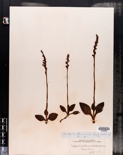 Goodyera pubescens