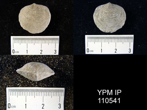 Atrypa reticularis
