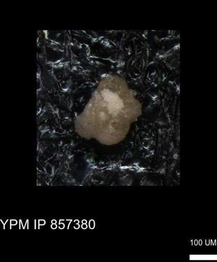 undet. Foraminiferida