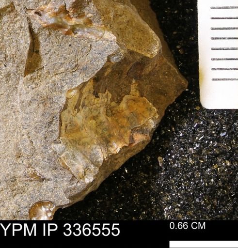 undet. Scaphitidae