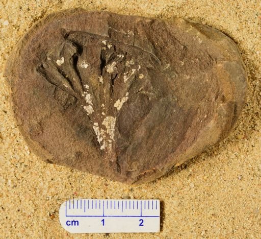 Aphlebia