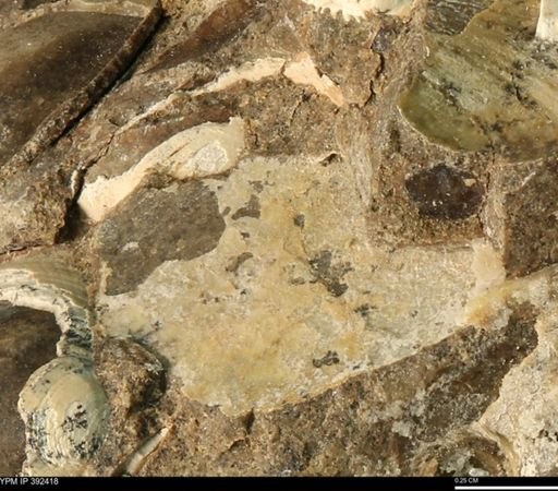 Protocardia subquadrata