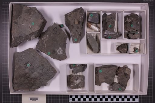 mixed taxa, stratigraphic collection