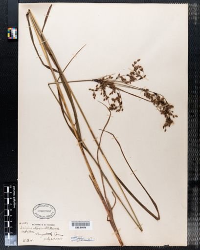 Scirpus atrocinctus
