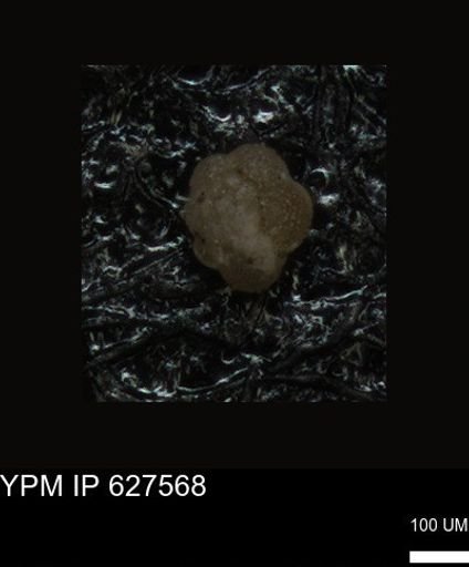undet. Foraminiferida