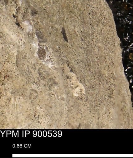 undet. Bivalvia