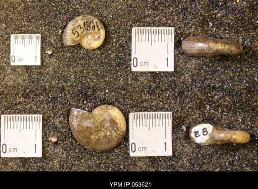 Discoscaphites rossi