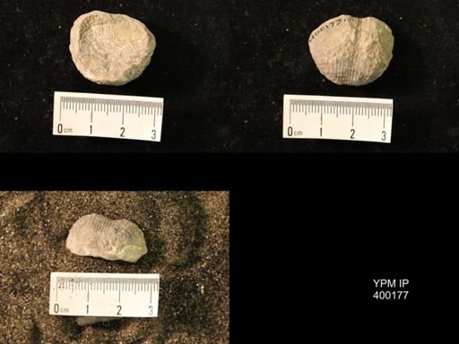 Marginifera lasallensis