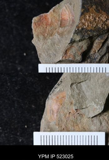 undet. Mollusca