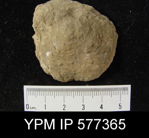 Productus horridus