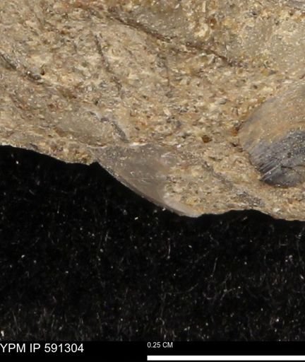 undet. Bivalvia