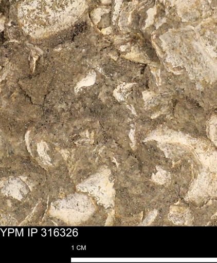 undet. Mollusca