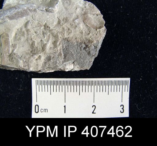 Plectambonites sericeus glaber