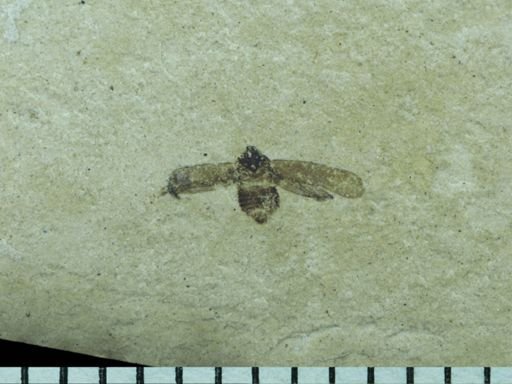 undet. Auchenorrhyncha