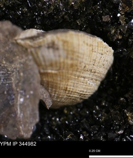 Parallelodon?