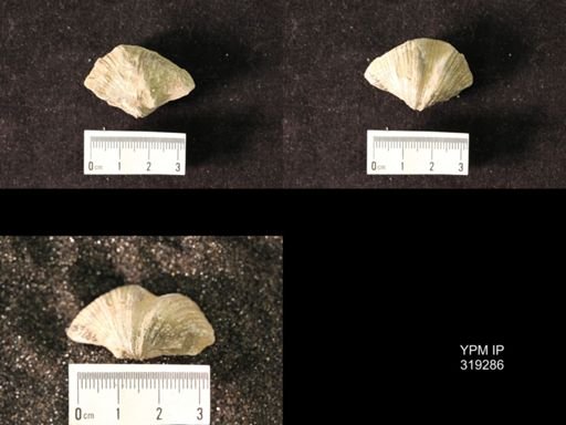 Spirifer cameratus