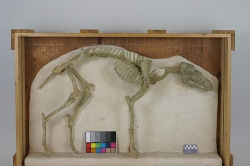 Protoceras celer