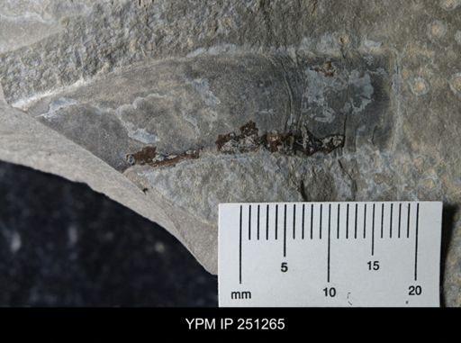 undet. Eurypterida