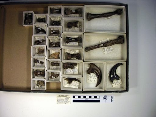 Deinonychus antirrhopus