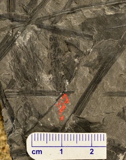 Paleostachya sp.