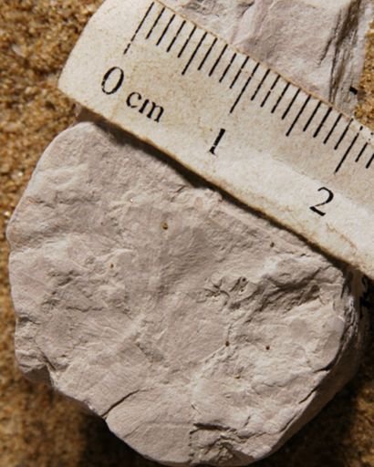 Marsileaceaephyllum mahisensis
