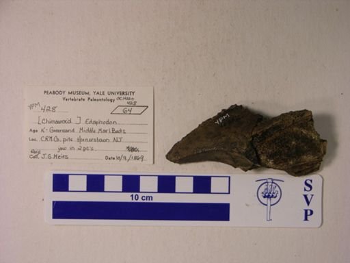 Edaphodon sp.