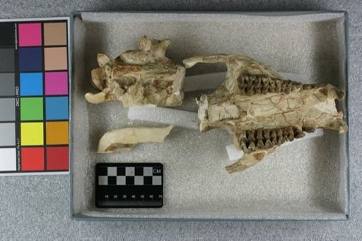 Agriochoerus antiquus