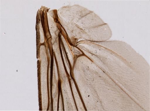 Glossina palpalis