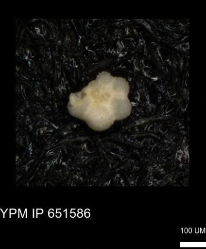 undet. Rugoglobigerinidae