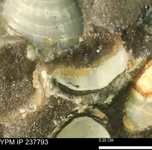 Limopsis striatopunctatus