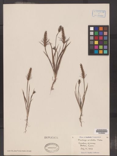 Plantago aristata