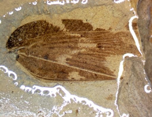 Orthoptera?
