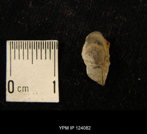 Phacops rana