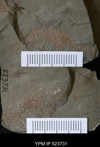 undet. Ichnofossil