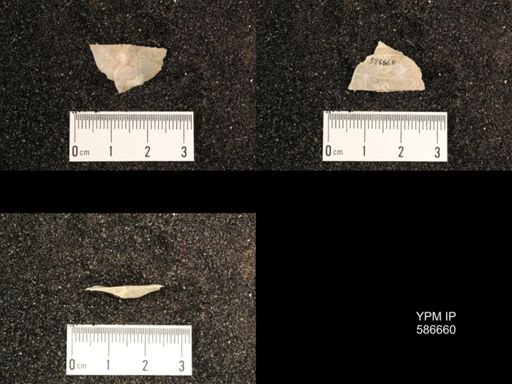 Chonetes granulifer