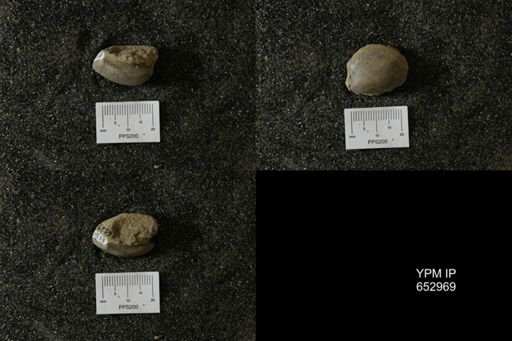 undet. Bivalvia