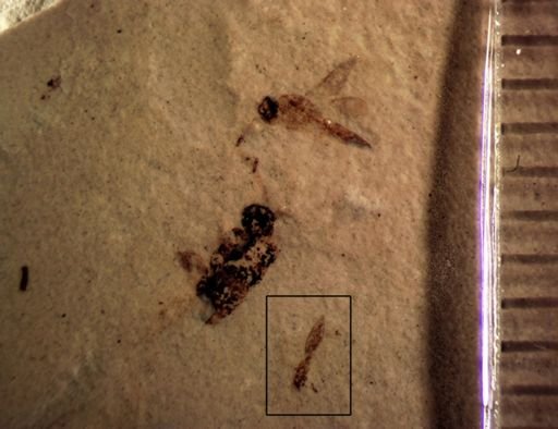 Chalcidoidea?