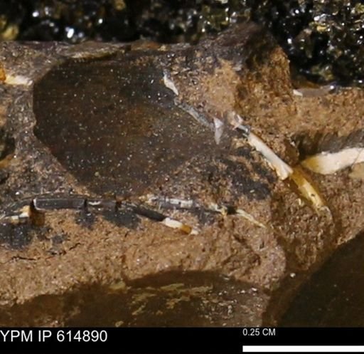 undet. Mollusca