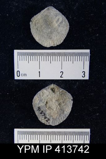 undet. Atrypida
