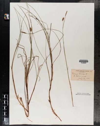 Carex limosa