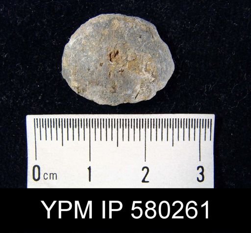 undet. Brachiopoda