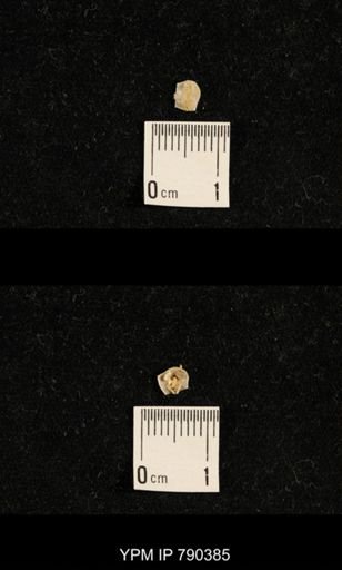 undet. Brachiopoda
