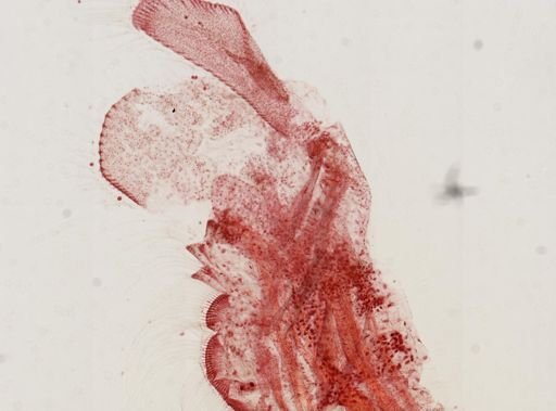 Chirocephalus