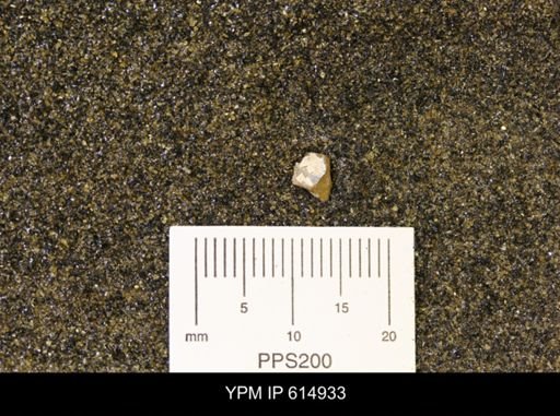 undet. Bivalvia