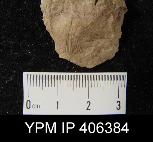 Stropheodonta patersoni precedens?