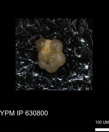 undet. Rugoglobigerinidae