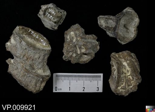 undet. Actinopterygii