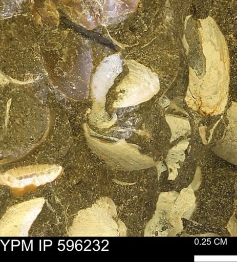 Limopsis striatopunctatus