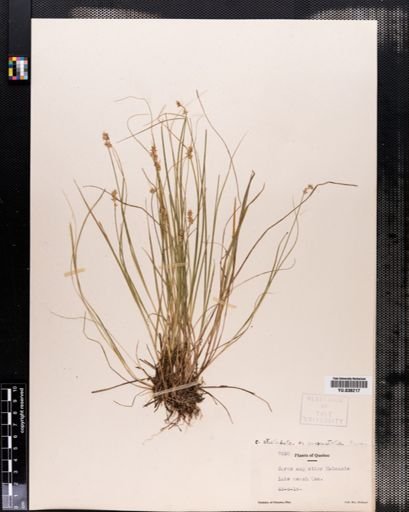 Carex angustior